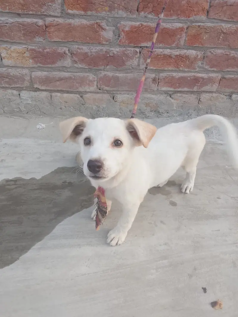 Russian cream dog  Gender : female Age : 2 months  Full active puppy — photo 3