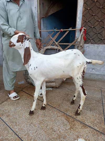 2 Dant Chena Bakra | Healthy and Active