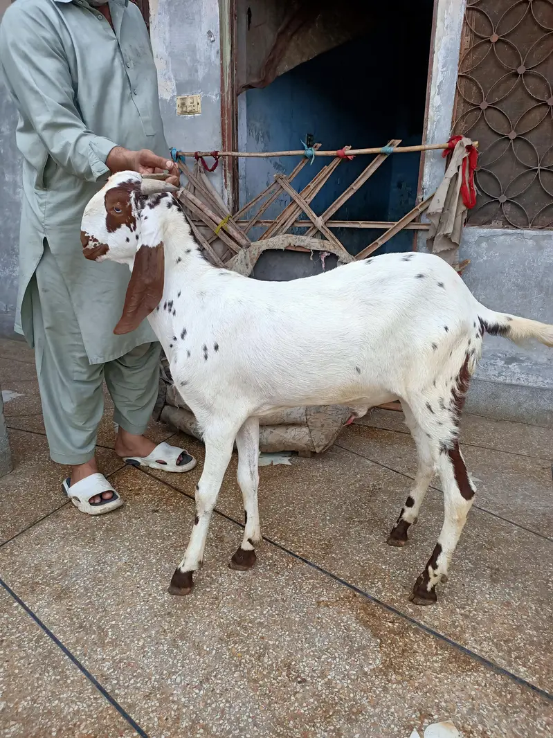 2 Dant Chena Bakra | Healthy and Active — photo 2