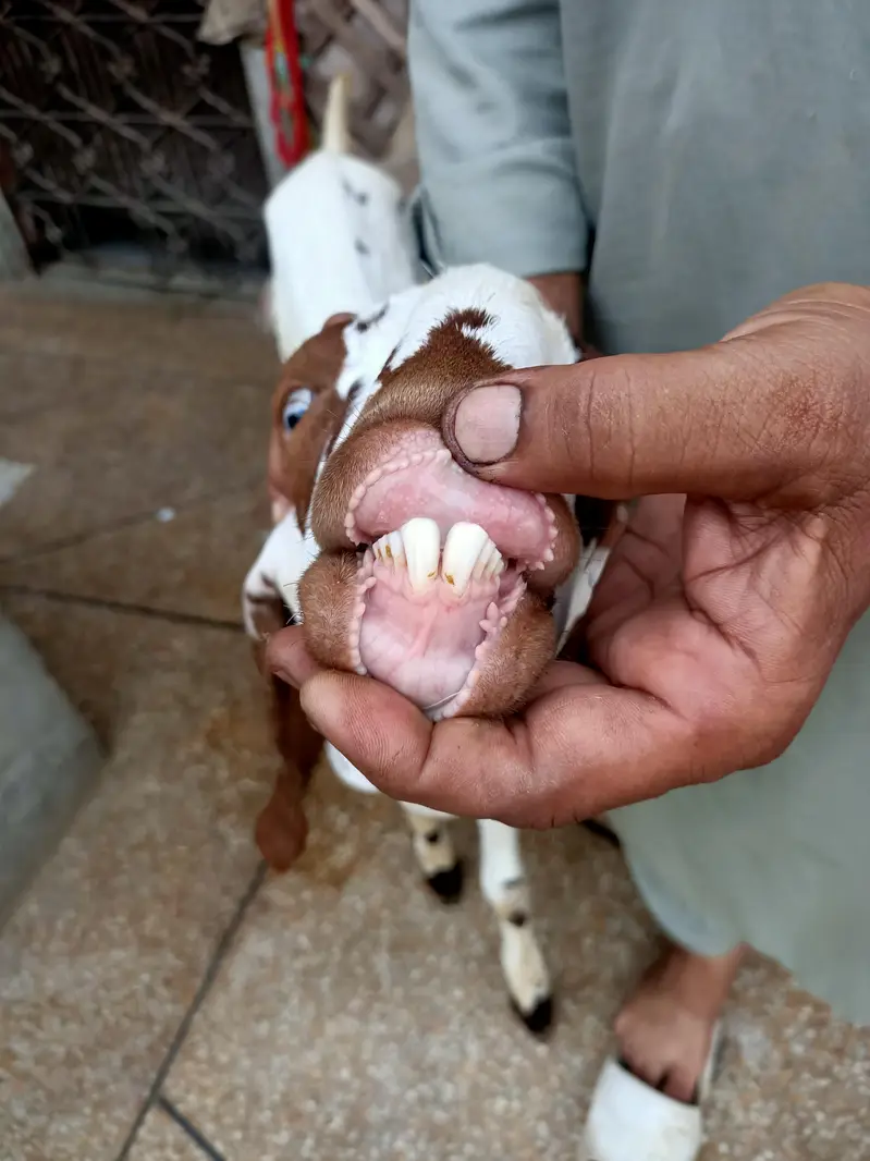 2 Dant Chena Bakra | Healthy and Active — photo 3