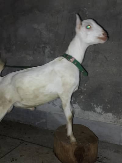 pure white tedi 0 size