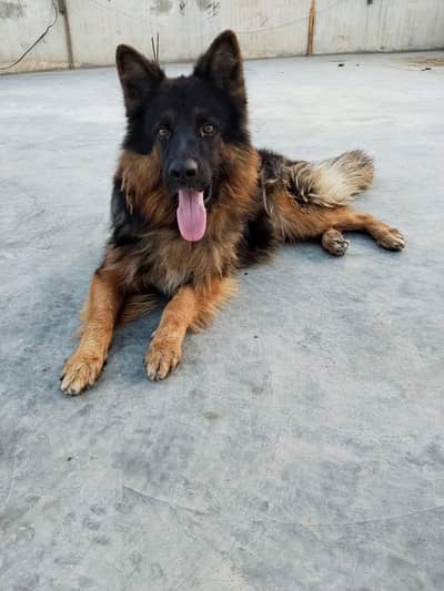 German shepherd long coat