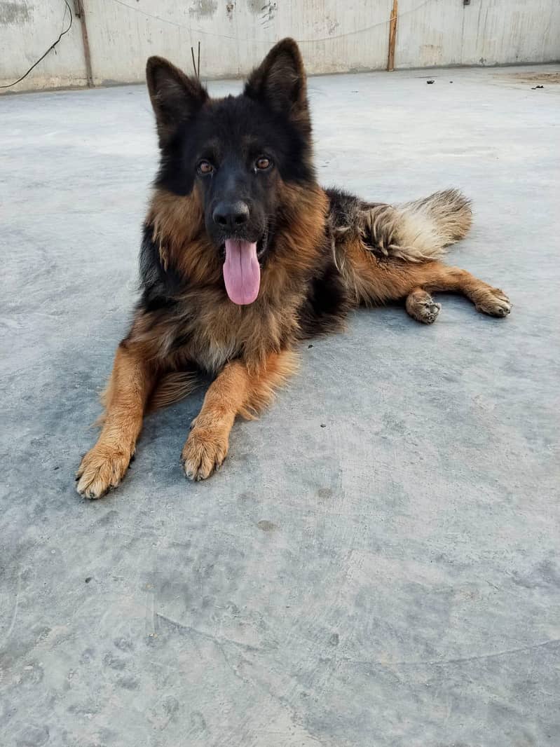German shepherd long coat 0