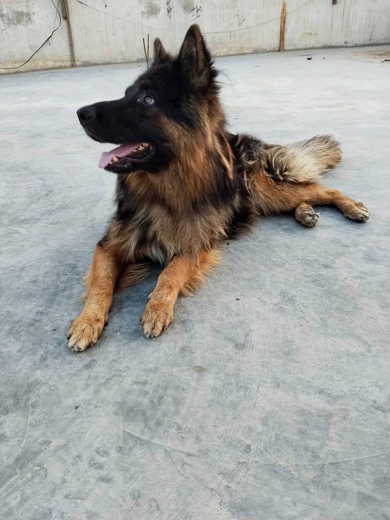 German shepherd long coat 1