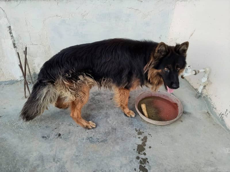 German shepherd long coat 2