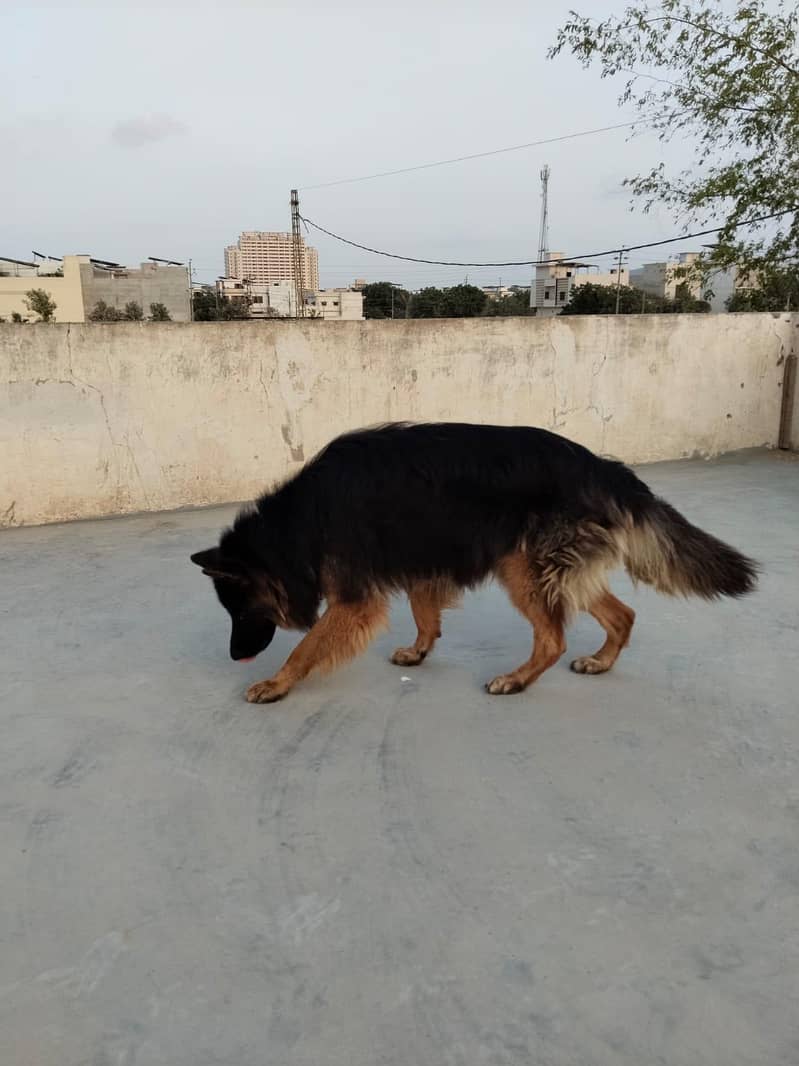German shepherd long coat 3
