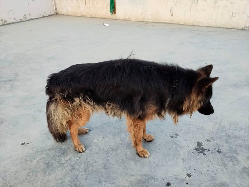 German shepherd long coat 4