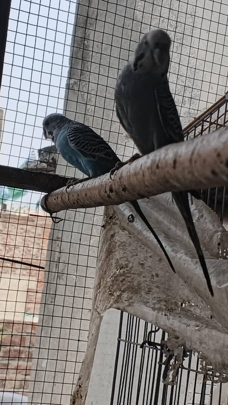 astrlian parrot 1