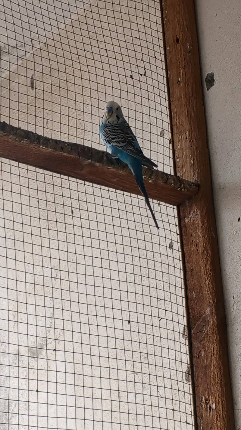 astrlian parrot 2