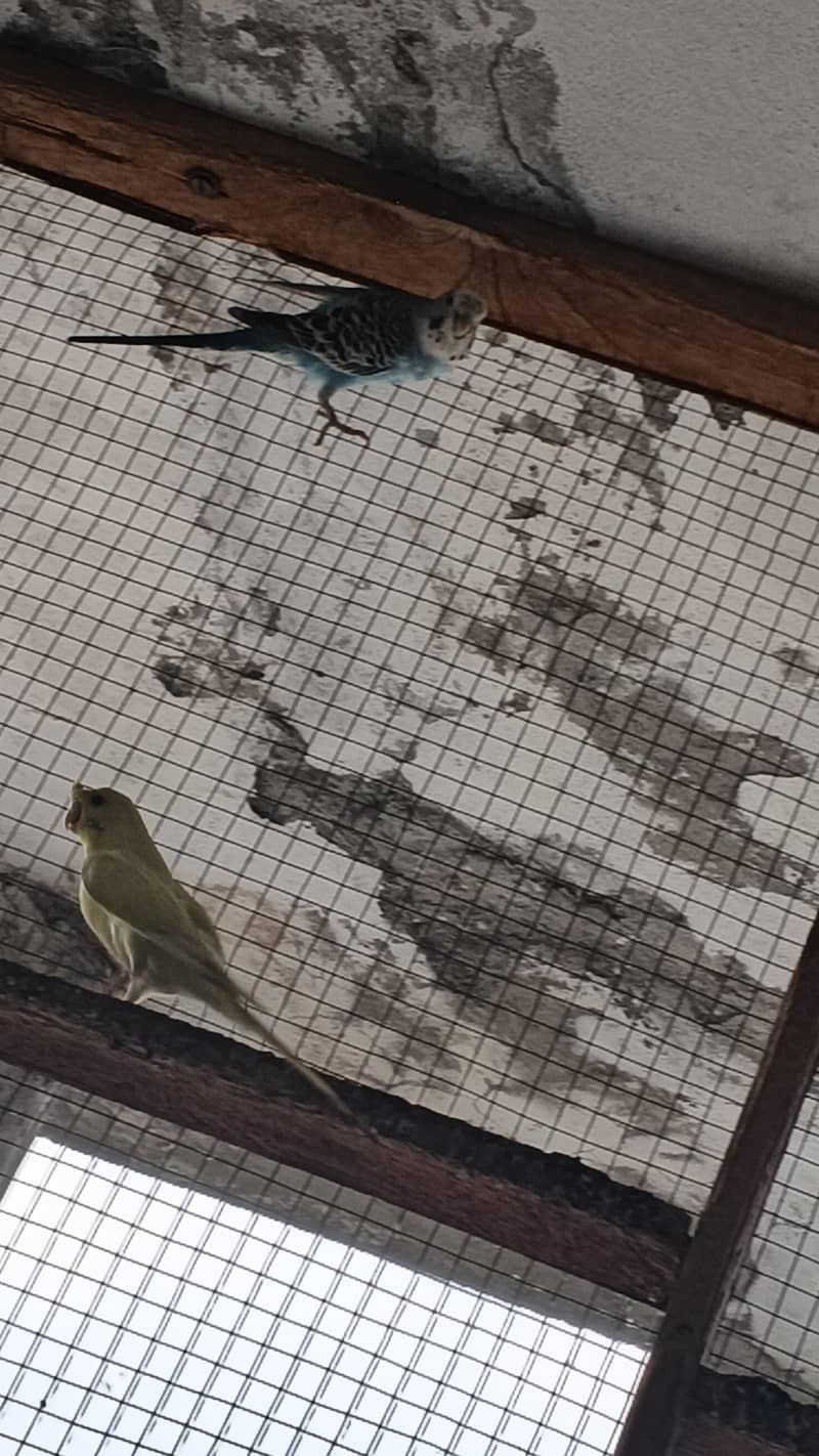 astrlian parrot 3