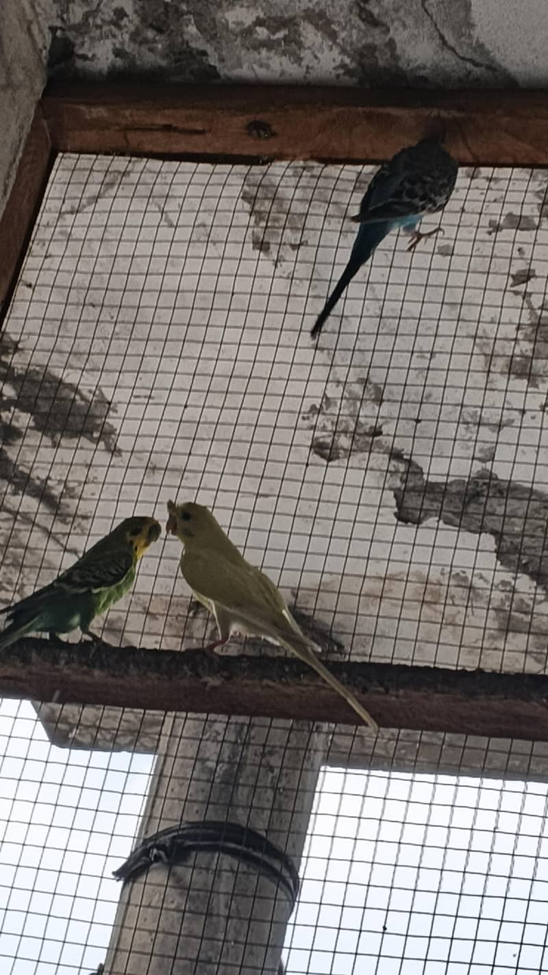 astrlian parrot 4