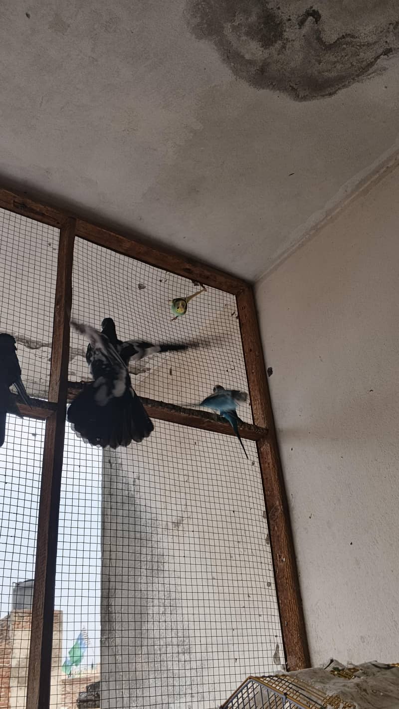 astrlian parrot 6