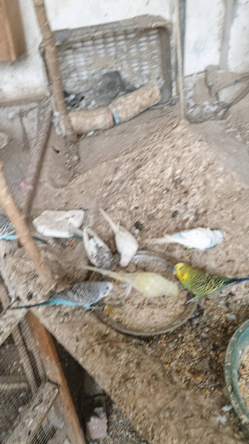 astrlian parrot 7