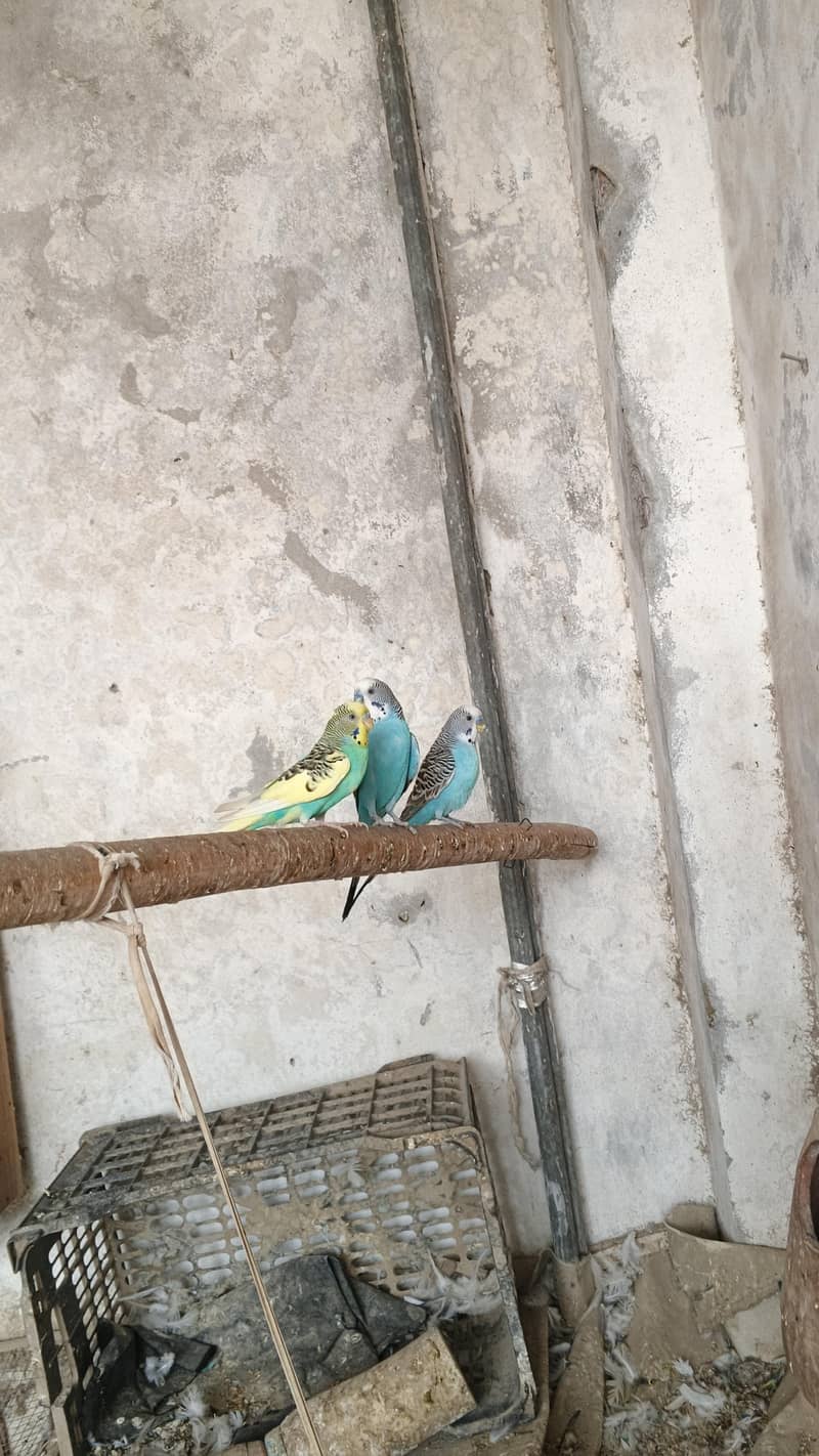 astrlian parrot 8