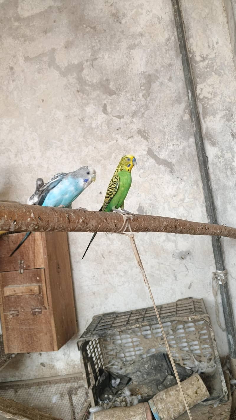 astrlian parrot 9