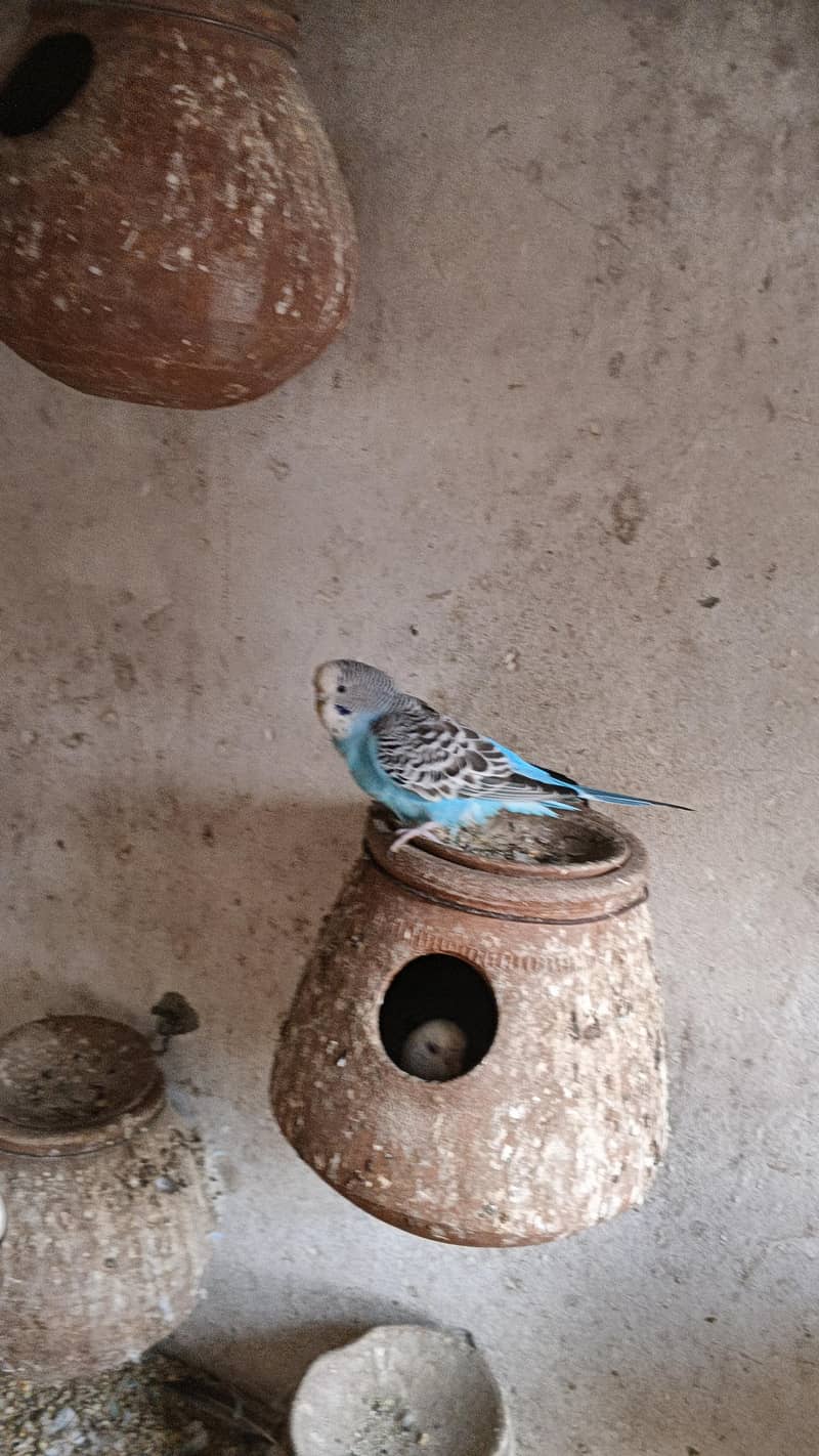 astrlian parrot 10