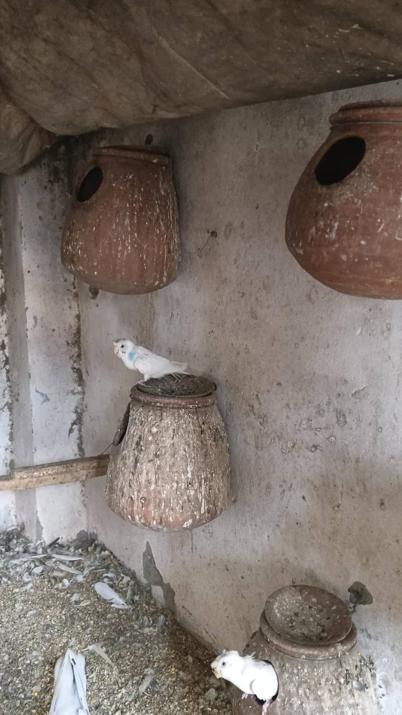 astrlian parrot 11