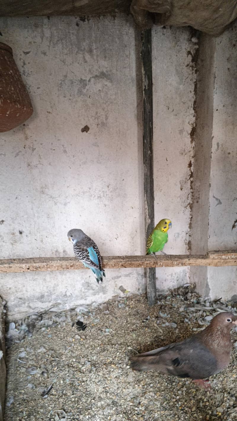 astrlian parrot 12