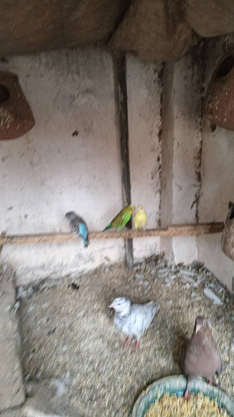 astrlian parrot 13
