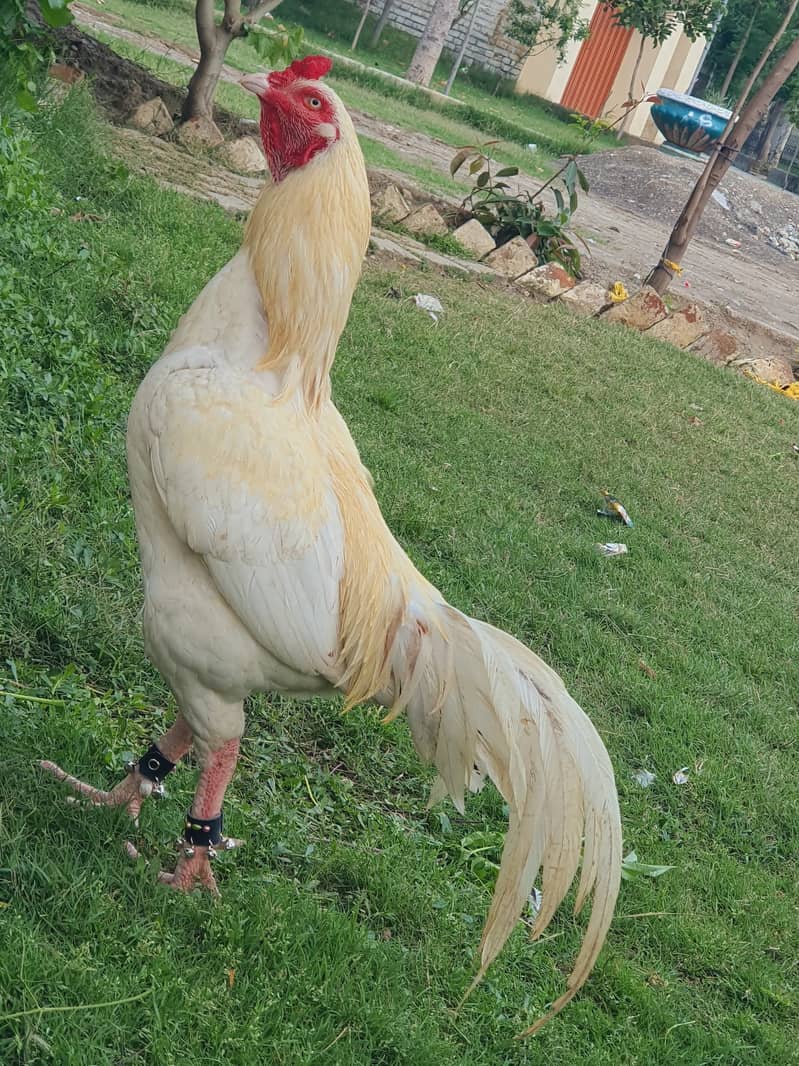 Aseel Heera Murgha 2