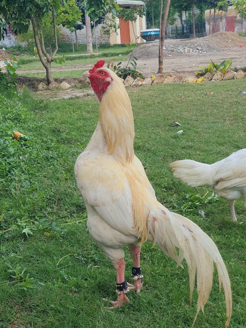 Aseel Heera Murgha 3