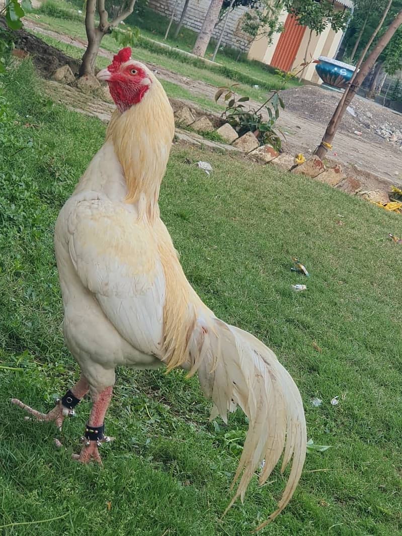 Aseel Heera Murgha 4