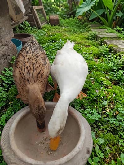 Young breader pair  urgent sale