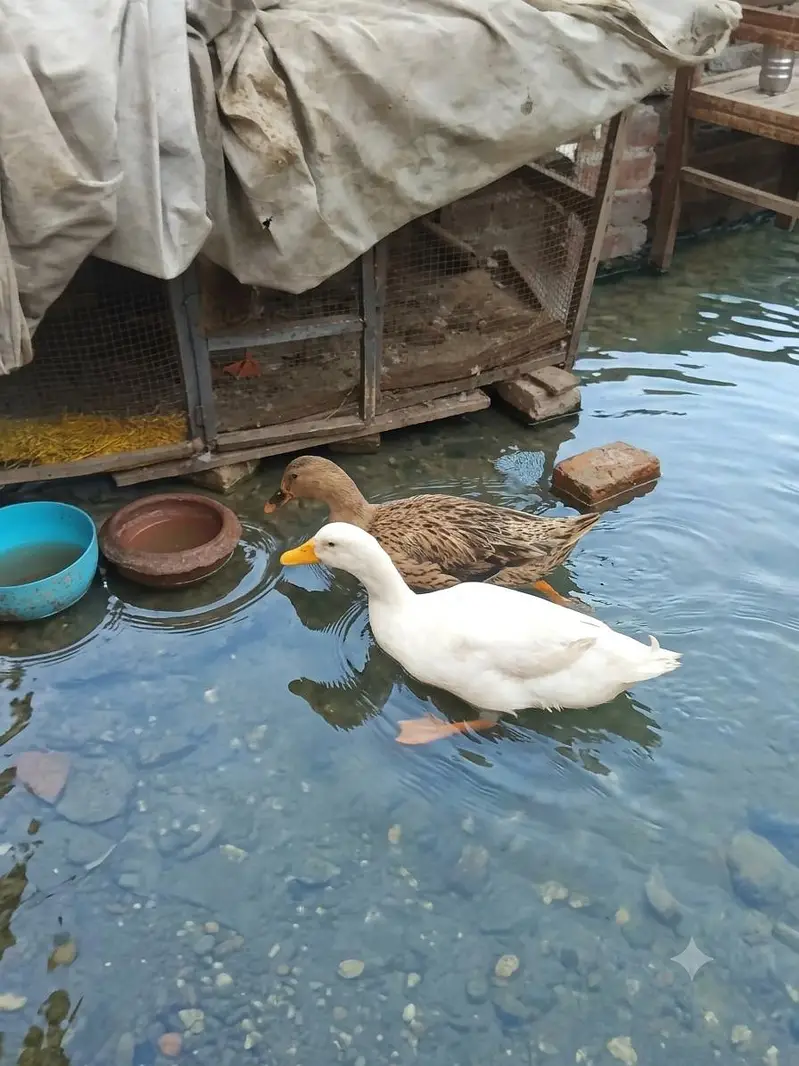 Young breader pair  urgent sale — photo 2