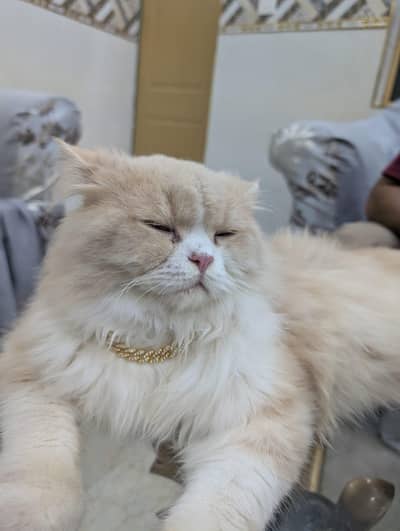 Persion Male Cat