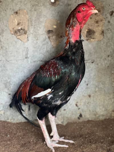 Aseel HomeBreed Double Body Patha