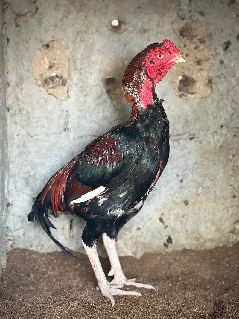 Aseel HomeBreed Double Body Patha — photo 2