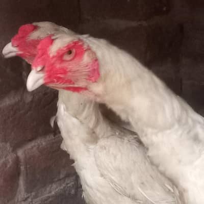 jappenes white shamoo females
