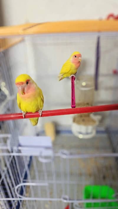 love birds pair