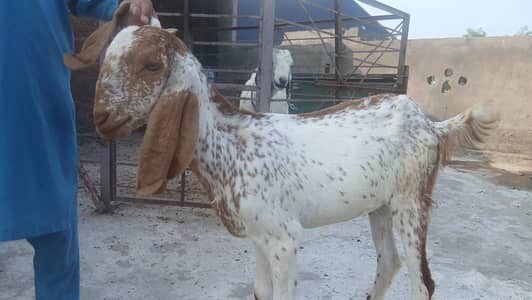pure makhi chini path