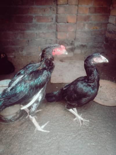 Asslam o alyekum black Mushqa lasani aur mushqi maadi for sale.