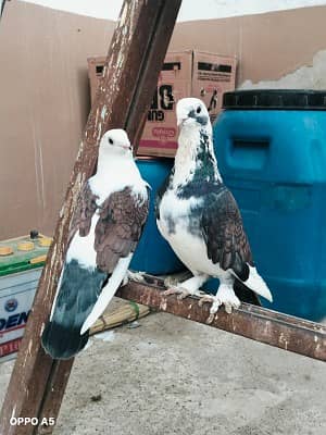 Sentient Breeder Pair and pattha pair for sale