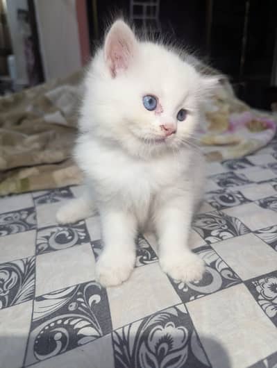 Persian kitten White and Gray colour