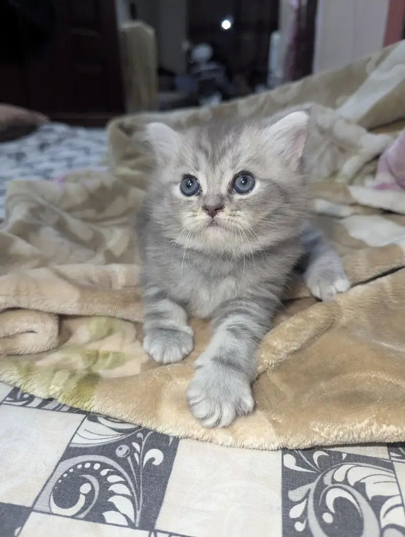 Persian kitten White and Gray colour — photo 2