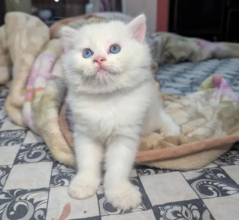Persian kitten White and Gray colour — photo 3