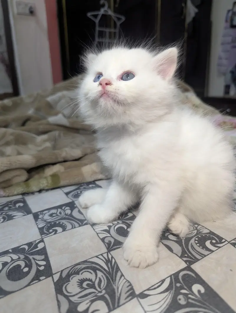 Persian kitten White and Gray colour — photo 4