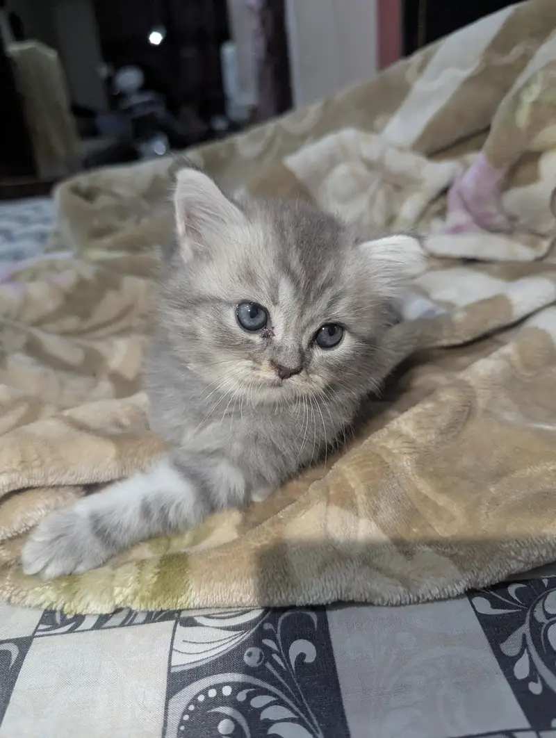 Persian kitten White and Gray colour — photo 5
