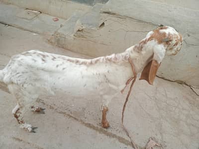 Maka chena pair for sell