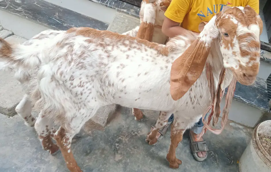 Maka chena pair for sell — photo 2