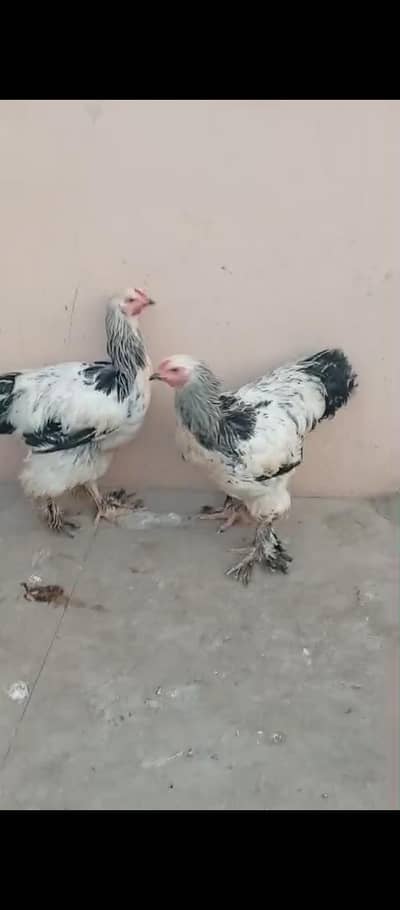Lite Brahma
