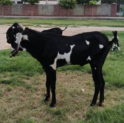 Beetal 6 dant breeder