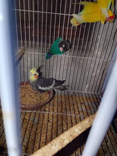 love bird cage