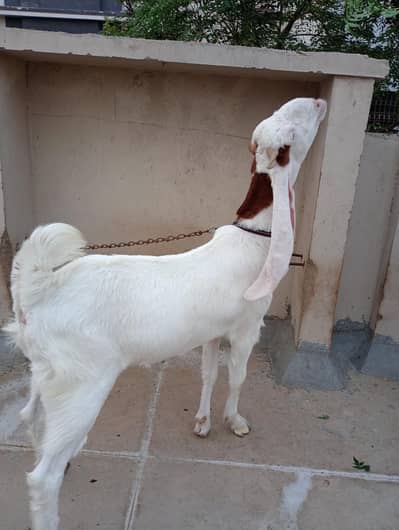 Pointed Gulabi Bakri