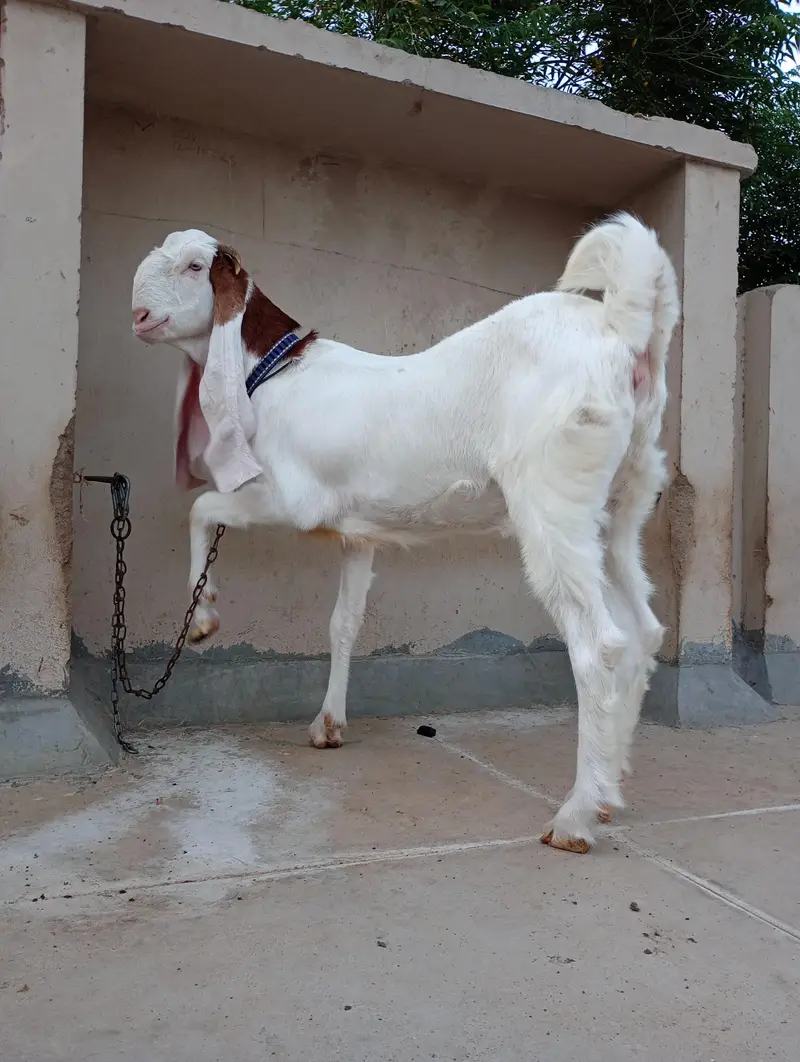 Pointed Gulabi Bakri — photo 2
