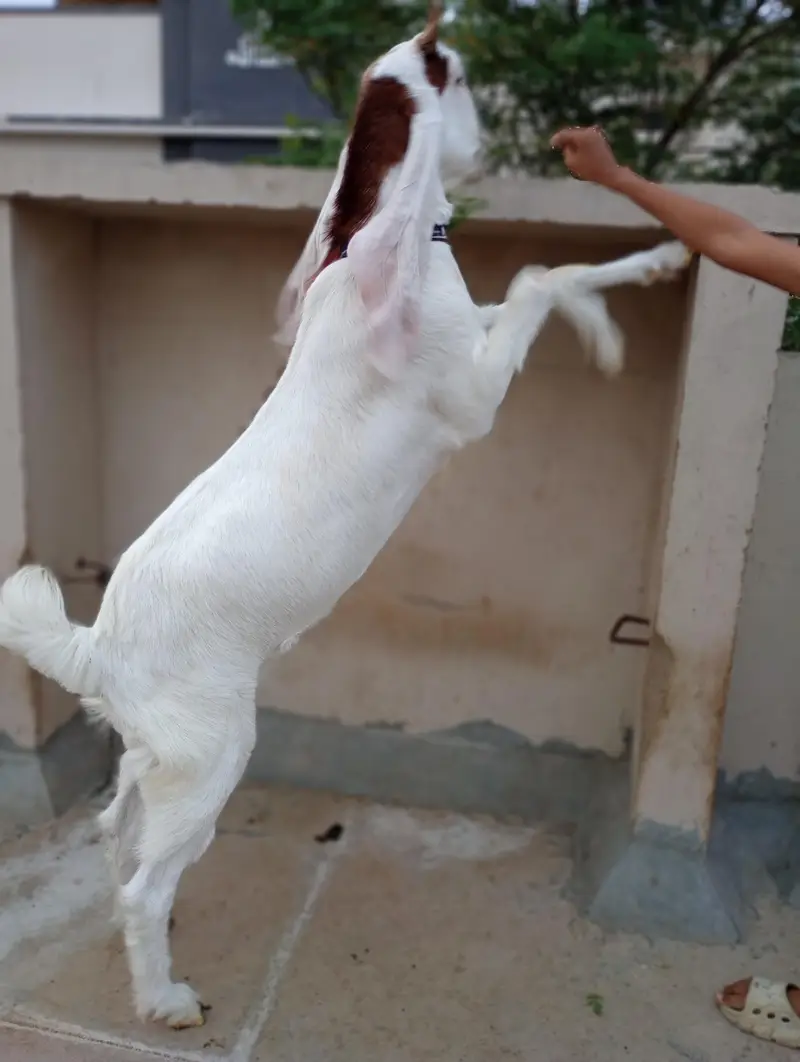 Pointed Gulabi Bakri — photo 3