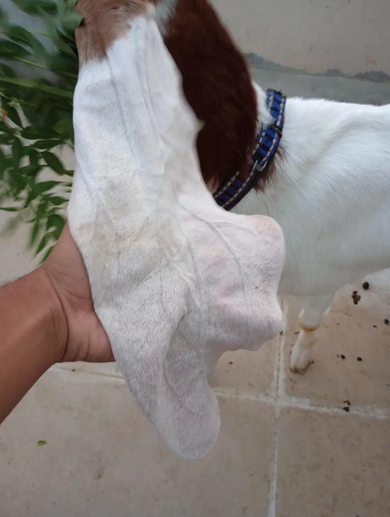 Pointed Gulabi Bakri — photo 4
